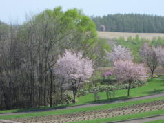 北西の丘　桜　5月上旬　4000×2000（2ＭＢ）