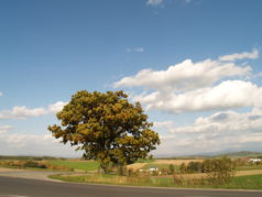 セブンスターの木（秋）3264×2448（2ＭＢ）