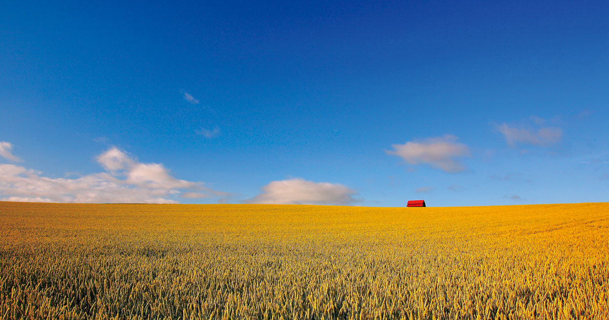 夏 :: 一般社団法人 美瑛町観光協会